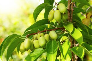 Actinidia arguta