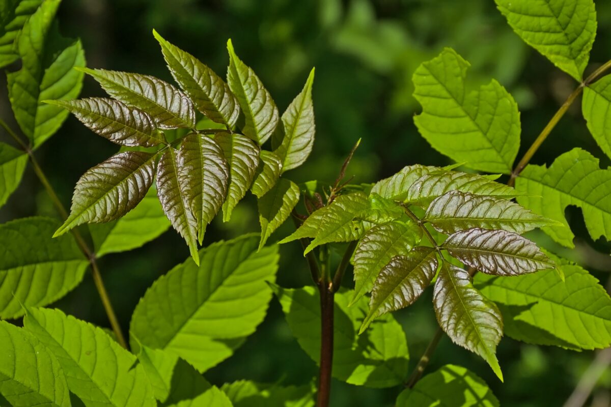 Fraxinus excelsior