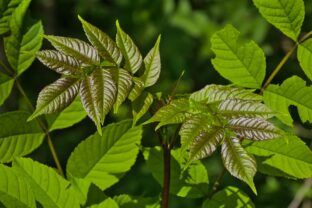 Fraxinus excelsior