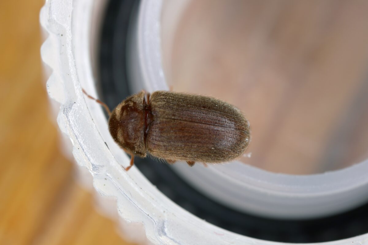 Stegobium paniceum