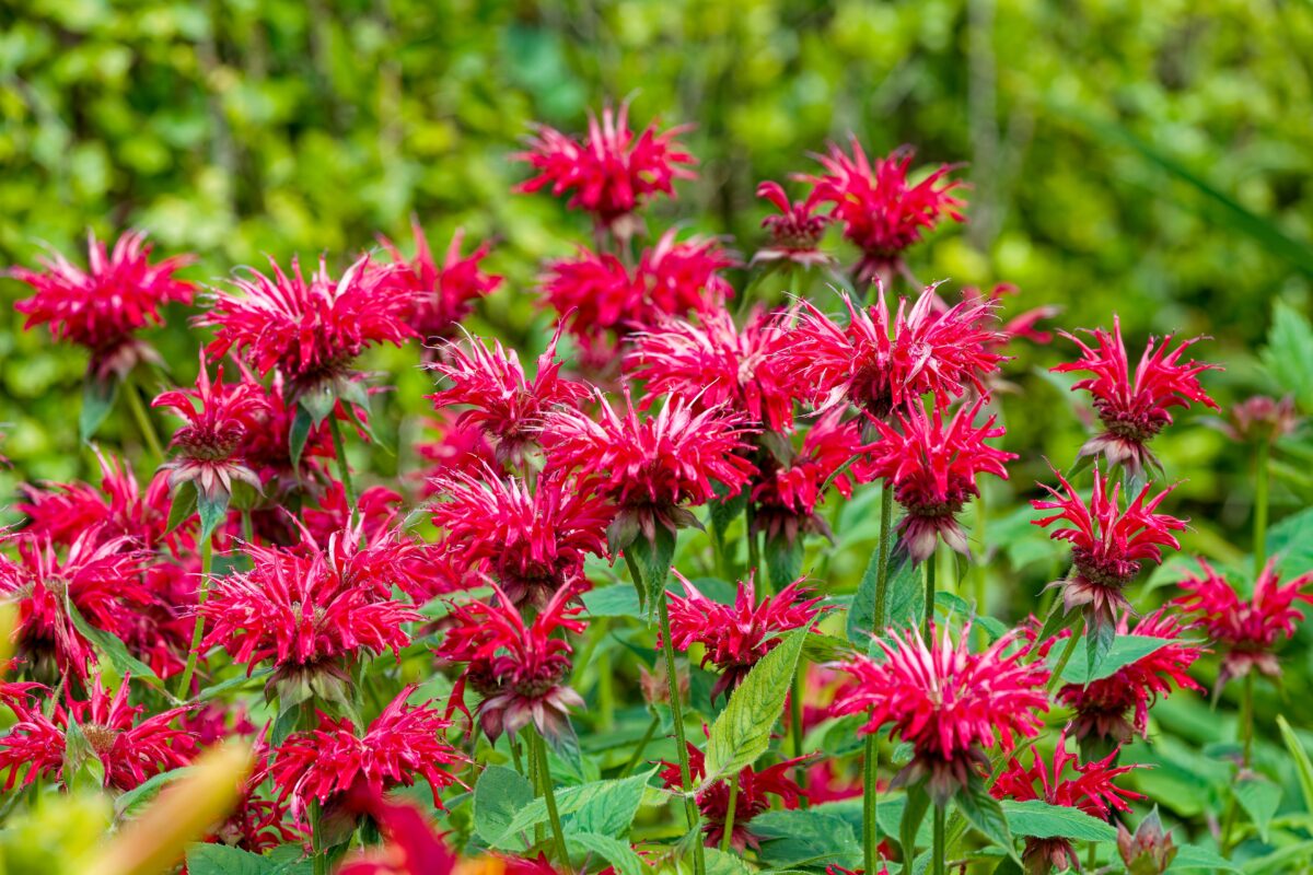 Monarda