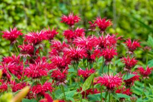 Monarda