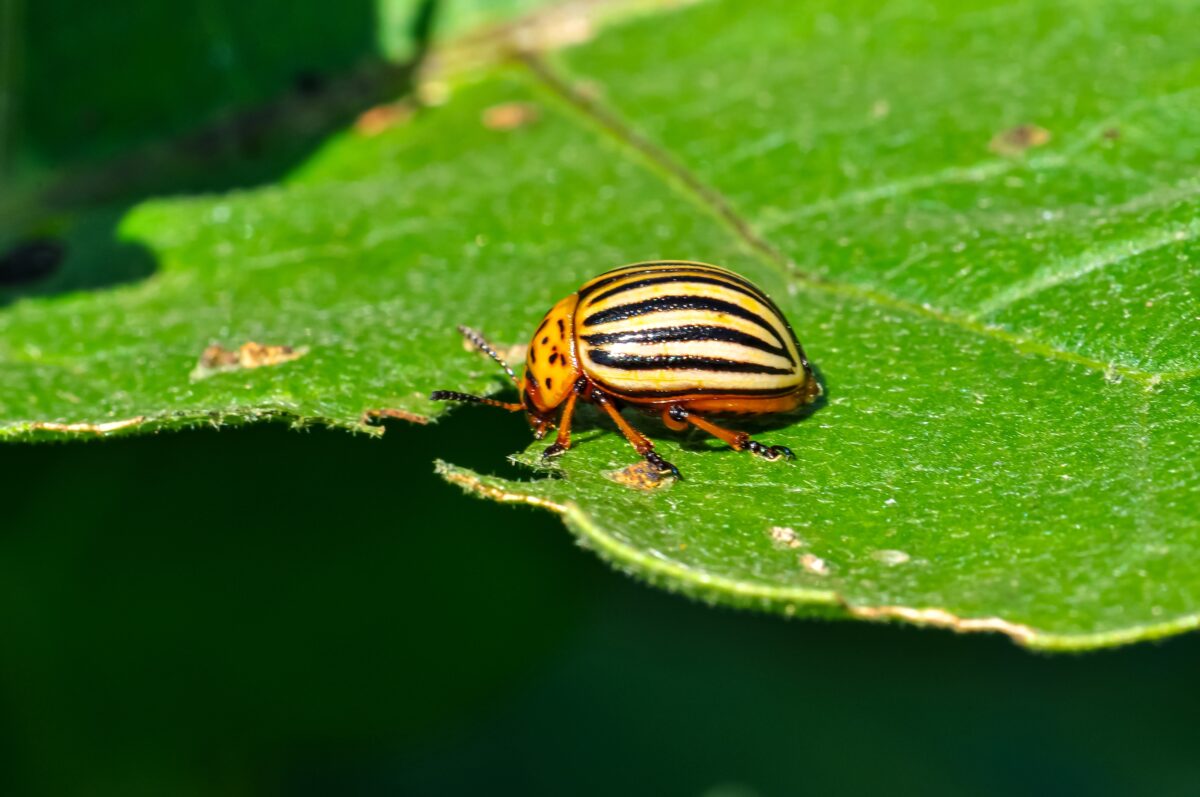 Leptinotarsa decemlineata