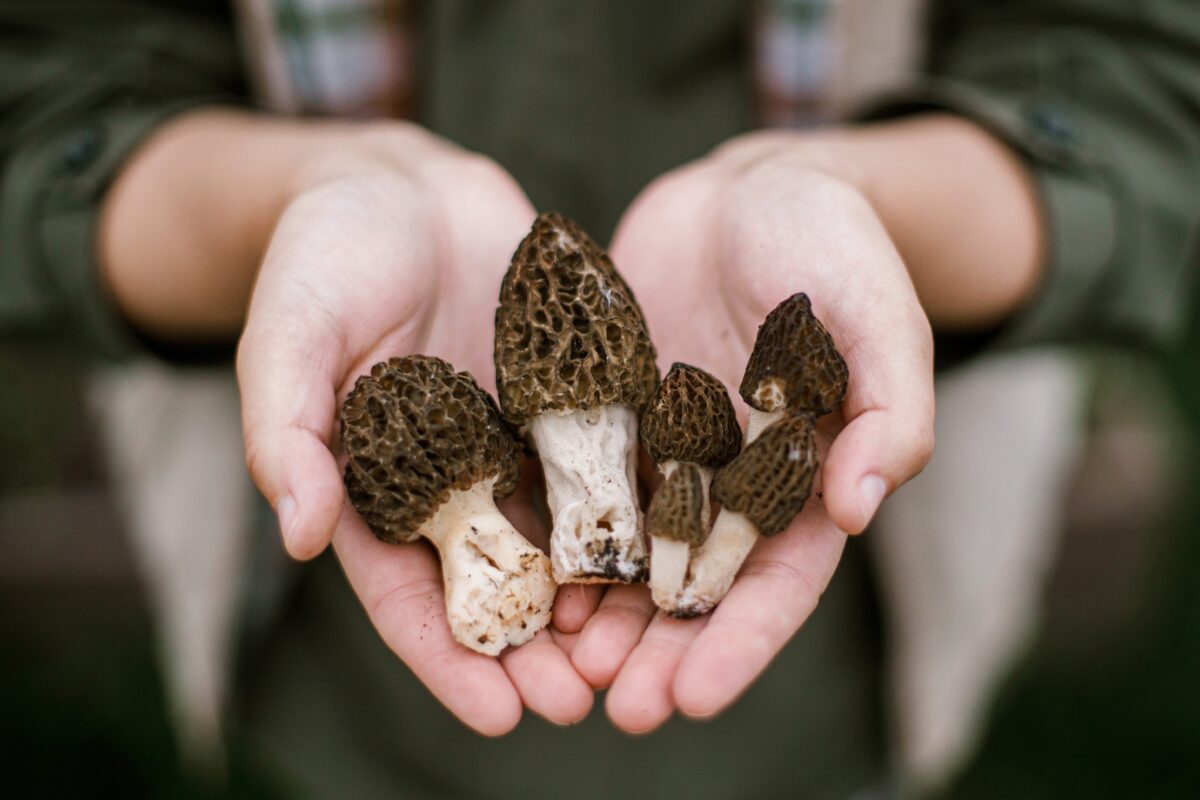 Morchella