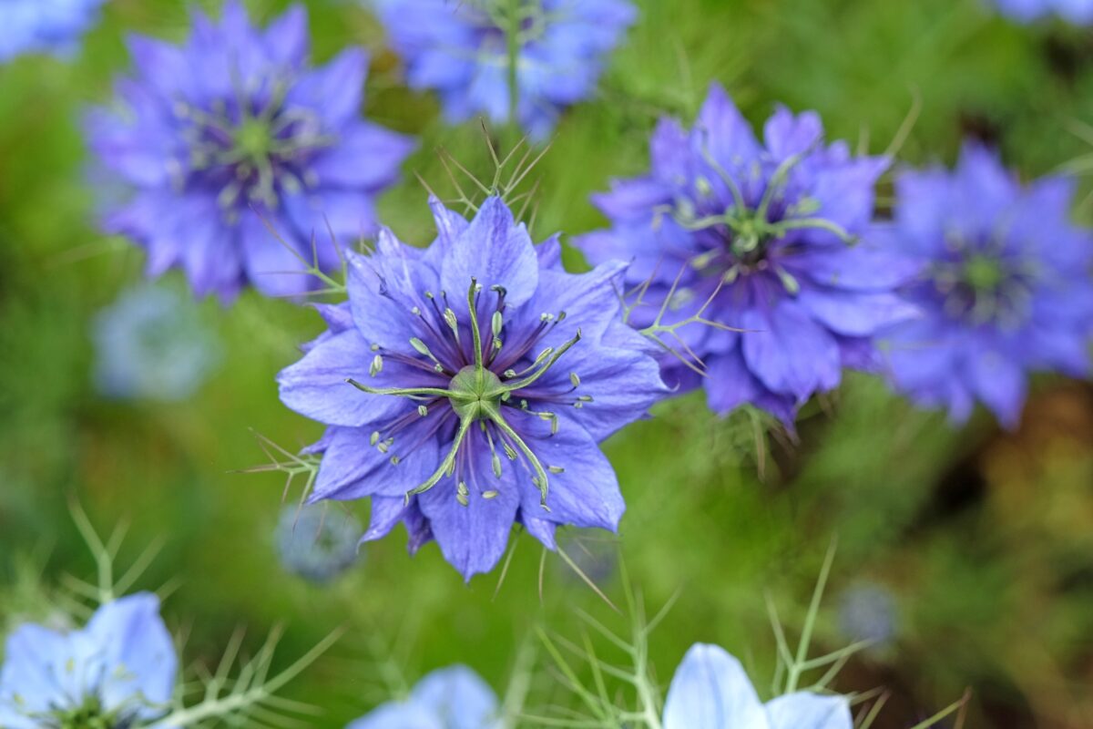Nigella damascena