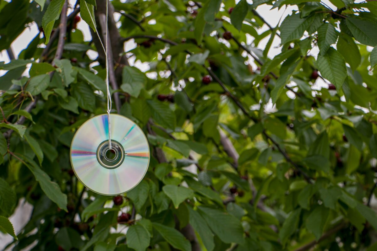 CD na strome