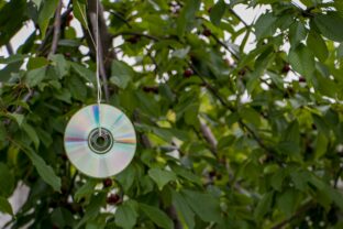 CD na strome