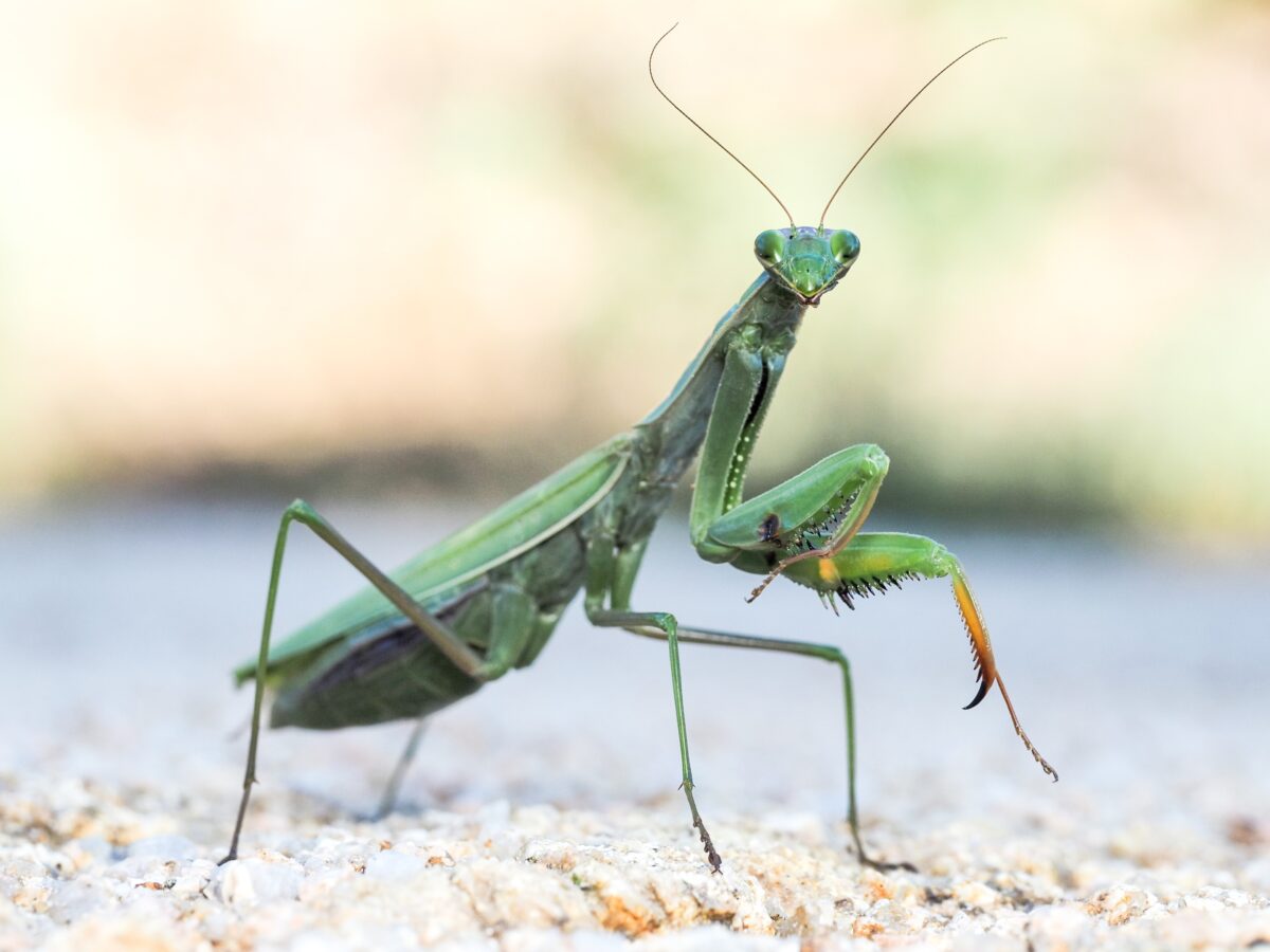 Mantis religiosa