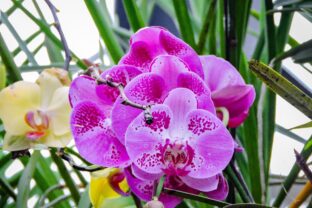 orchidea