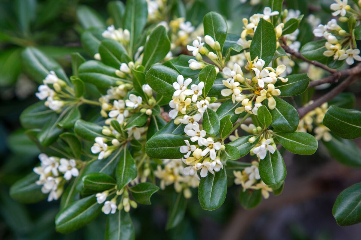 Pittosporum tobira