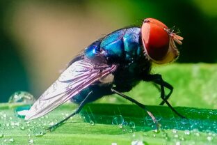 skrutkovka