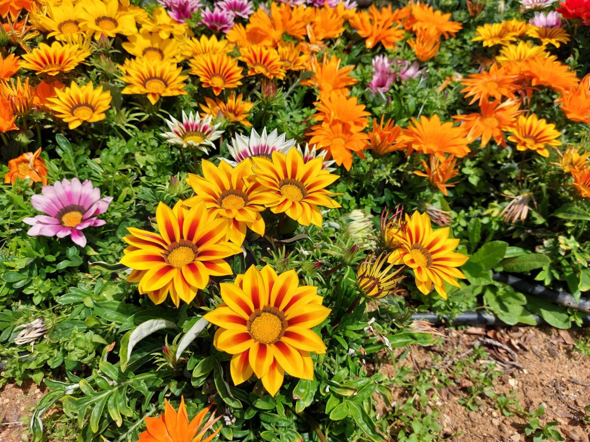 Gazania
