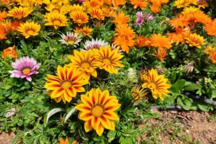 Gazania