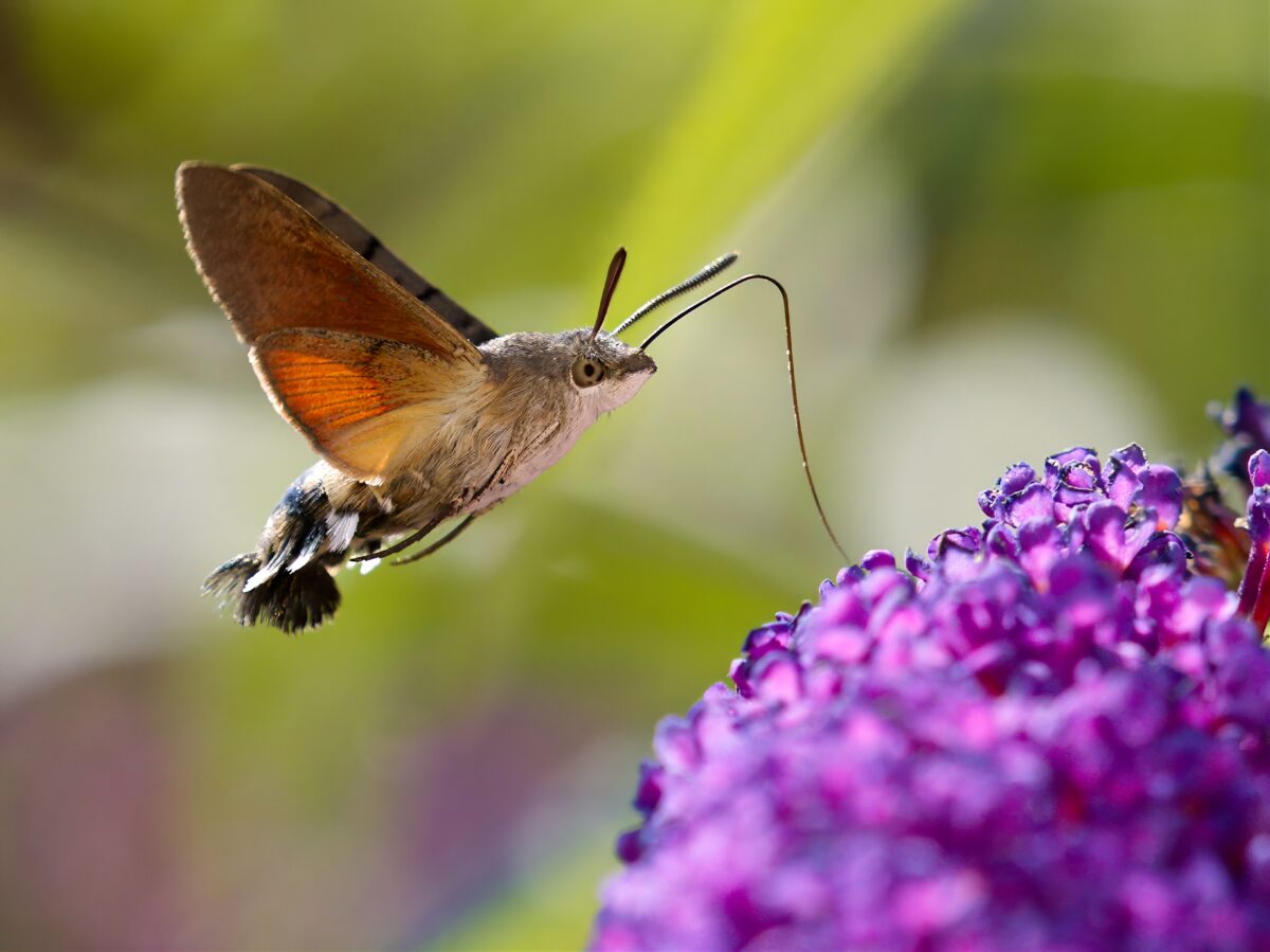 Macroglossum stellatarum