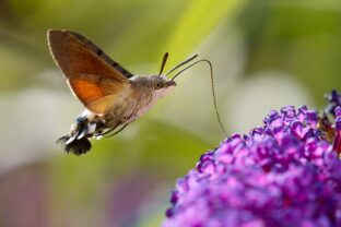 Macroglossum stellatarum