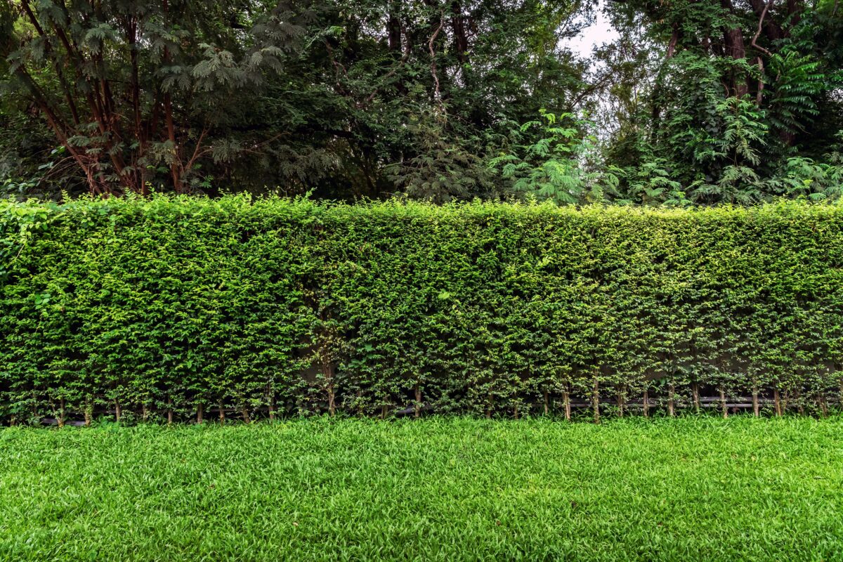 Ligustrum
