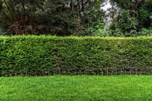 Ligustrum