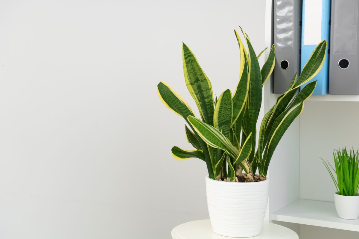 Sansevieria