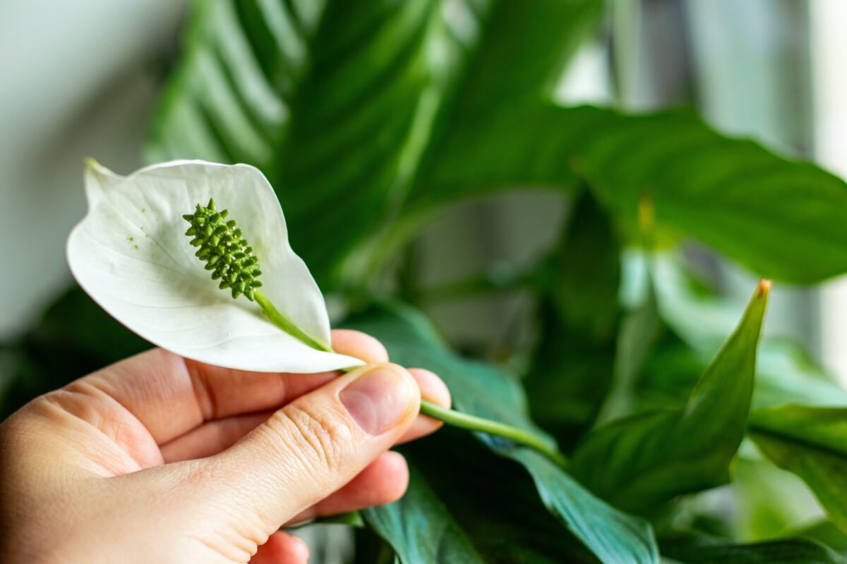 Spathiphyllum