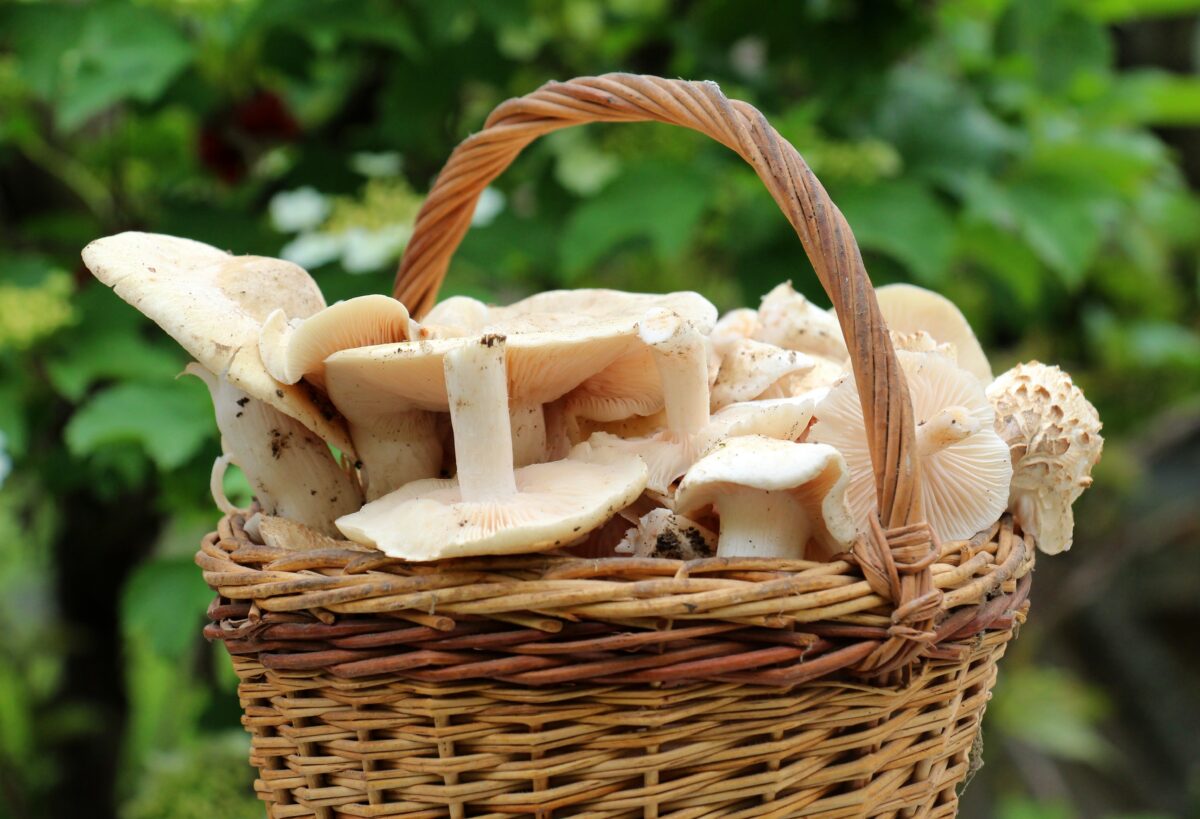 Calocybe gambosa