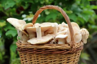 Calocybe gambosa