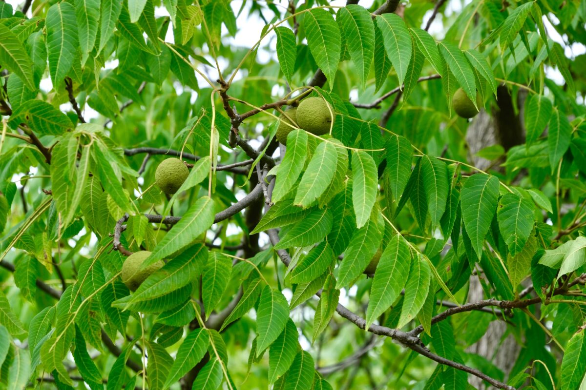 juglón