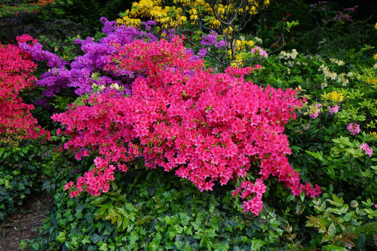 Rododendron