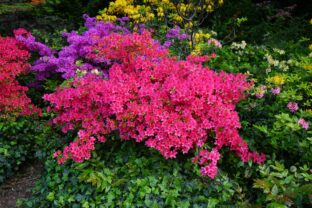 Rododendron