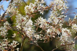 Amelanchier