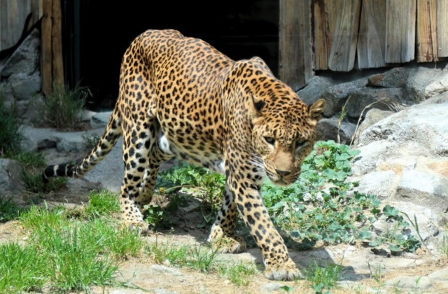 ZOO Bratislava otvorila zmodernizovaný pavilón šeliem, zvyšuje tak komfort zvierat aj návštevníkov – FOTO