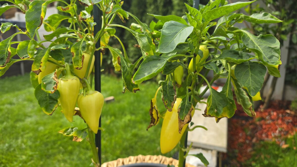 pestovanie papriky