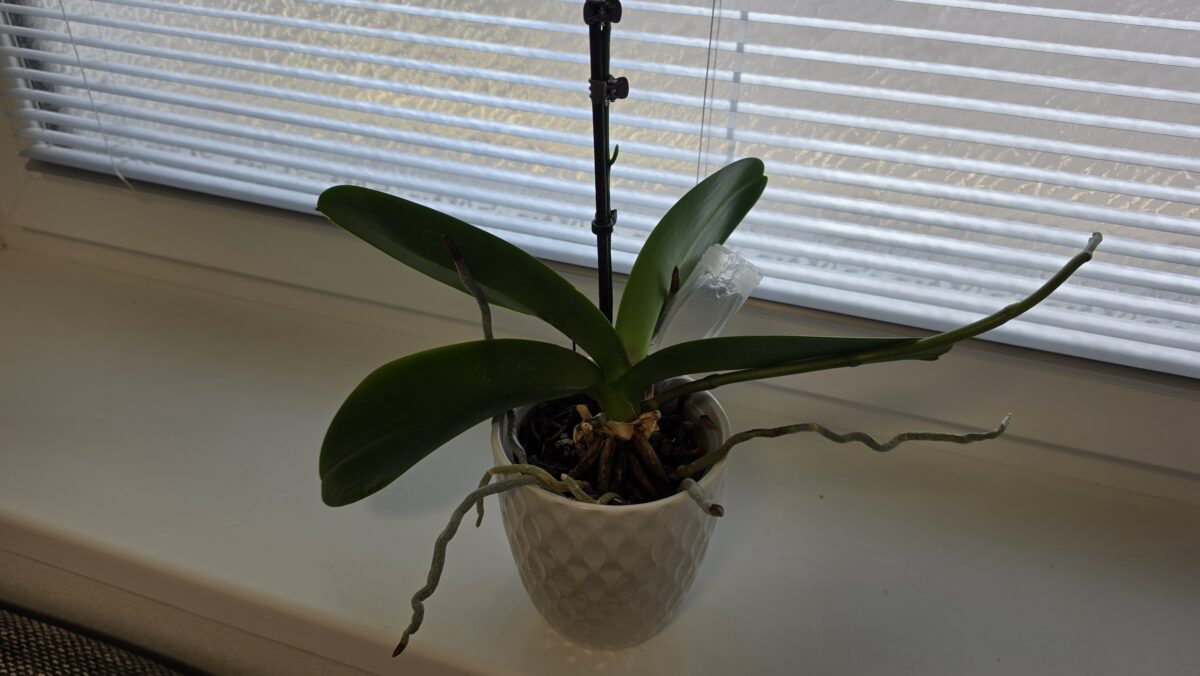 orchidea