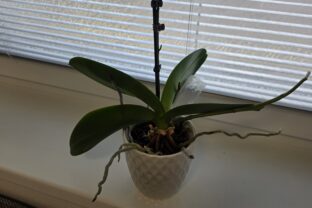 orchidea