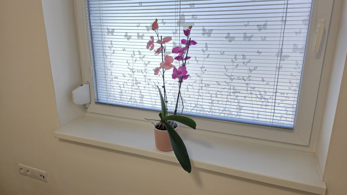 Orchidea