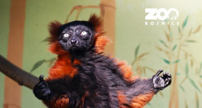 V bojnickej zoo vyhlásili pátranie po lemurovi, pravdepodobne utiekol počas noci – FOTO