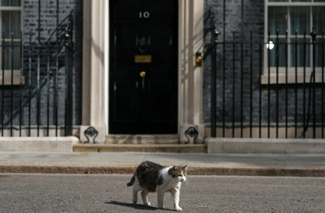 Kocúr Larry, najznámejší obyvateľ Downing Street, dostal už siedmeho spolubývajúceho. Prídu naňho psie časy?