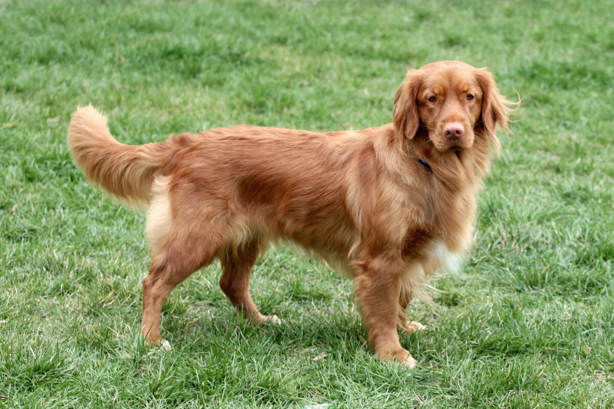 Toller