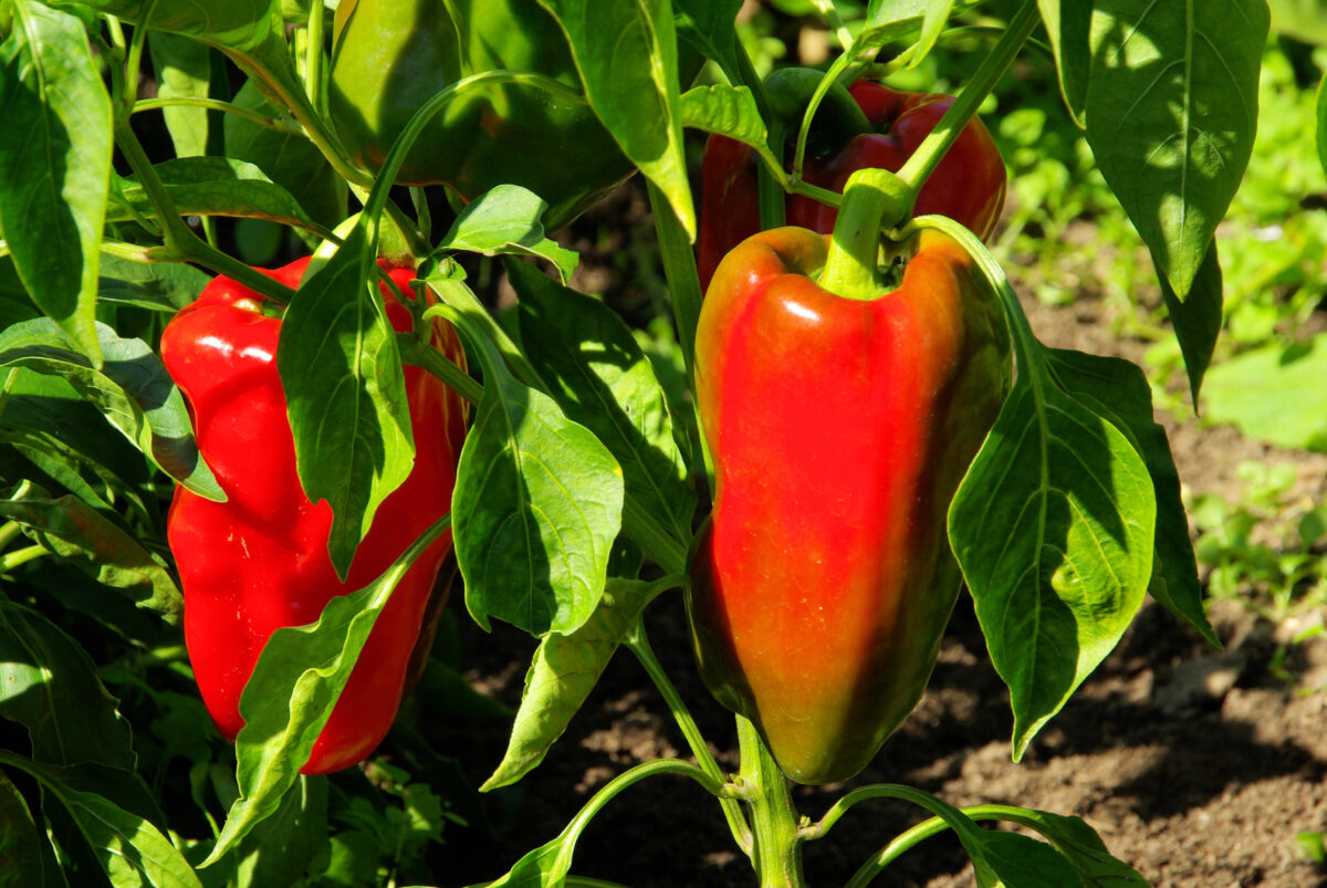 Paprika