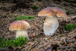 Boletus edulis