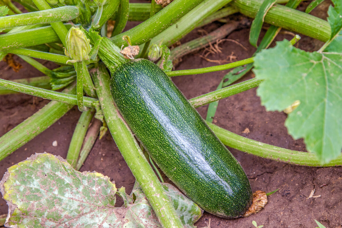 cuketa