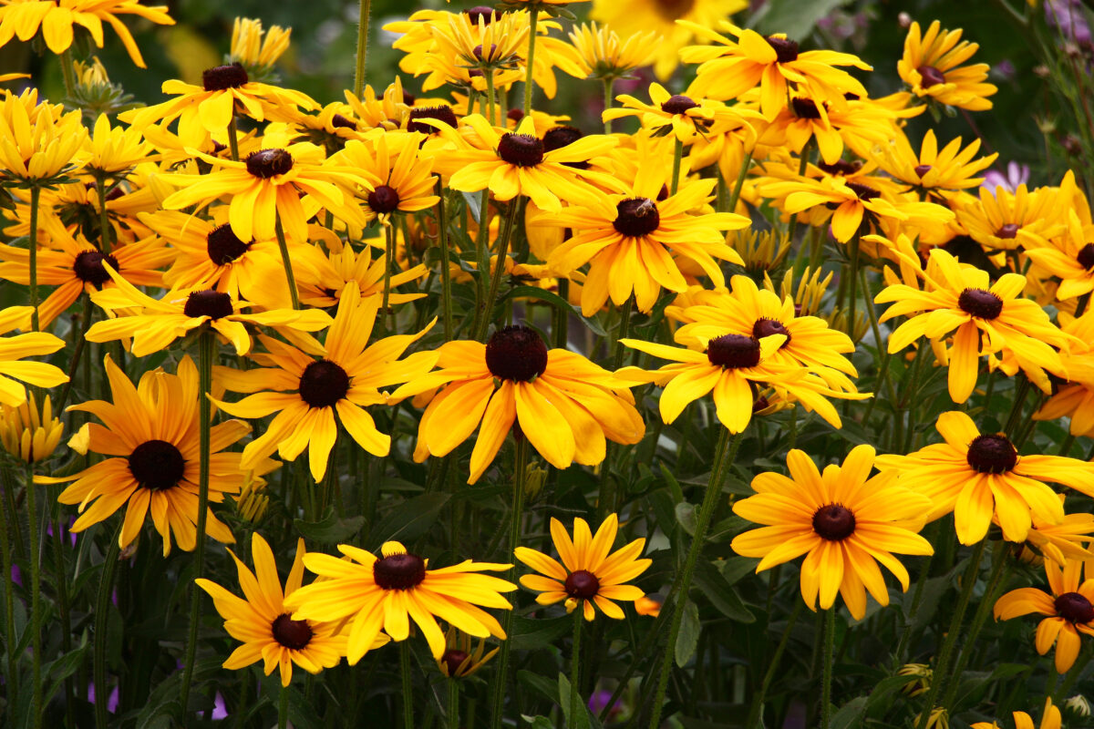 rudbekia
