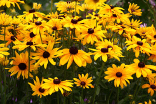 rudbekia
