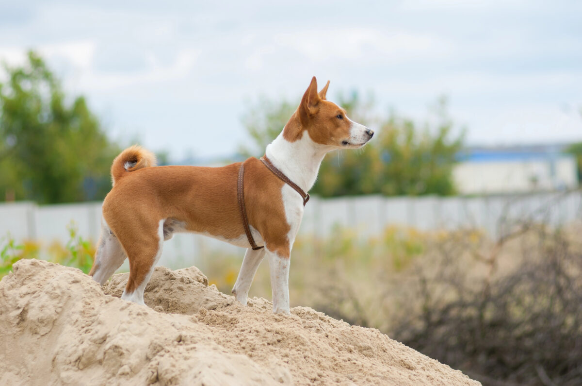 Basenji