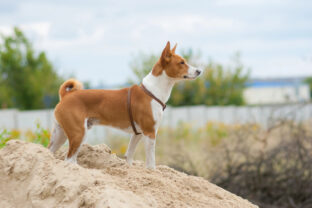Basenji