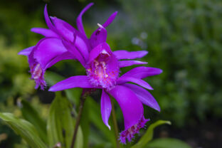 orchidea pleione