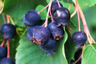 Amelanchier