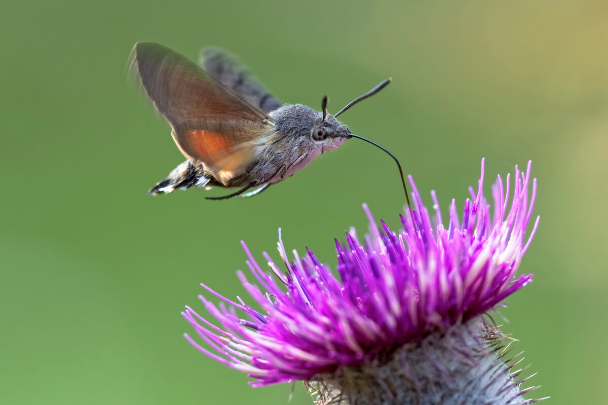 Macroglossum stellatarum