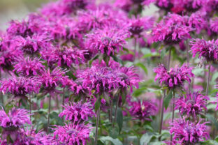 Monarda