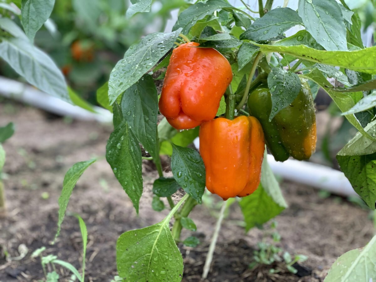 Paprika