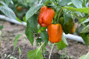 Paprika